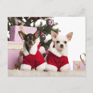 Chihuahua Sitta och jul Kostym Helg Vykort