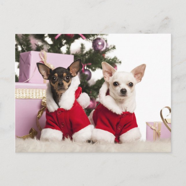 Chihuahua Sitta och jul Kostym Helg Vykort (Framsida)