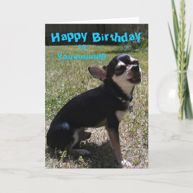 Chihuahua sjunger Grattis på födelsedagen! Kort (Framsida)