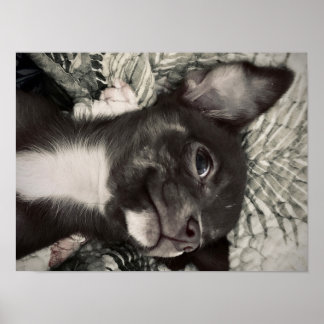 Chihuahua Smiling Print Poster