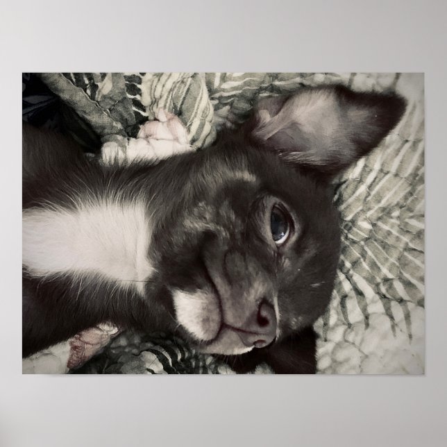 Chihuahua Smiling Print Poster (Framsidan)