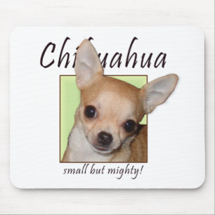 Chihuahua som är liten men mycket musmatta