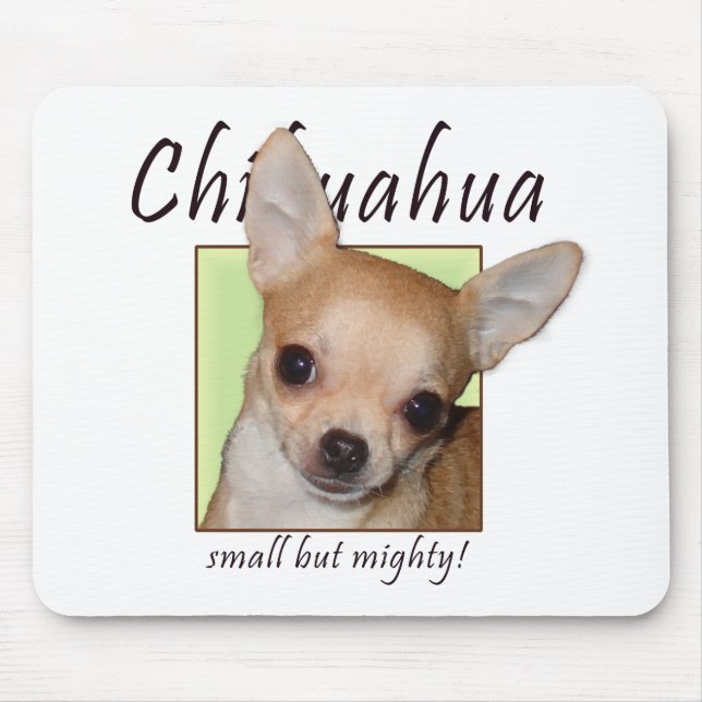 Chihuahua som är liten men mycket musmatta (Framsidan)