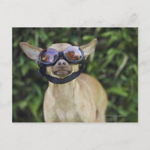 Chihuahua som bär skyddsglasögon vykort