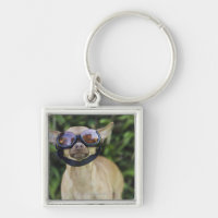 Chihuahua som ha på sig goggles