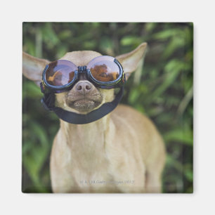 Chihuahua som ha på sig goggles magnet
