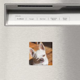 Chihuahua sömnig tunga i en uppmjukad målarfoto magnet