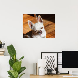 Chihuahua sömnig tunga i en uppmjukad målarfoto poster