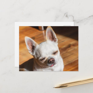 Chihuahua sömnig tunga i en uppmjukad målarfoto vykort