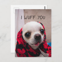 Chihuahua söt jag önskar dig kärlek Valentineser