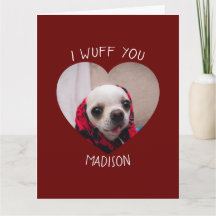 Chihuahua söt valp du älskar Valentine hjärta foto