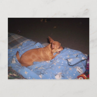 Chihuahua tar vila vykort