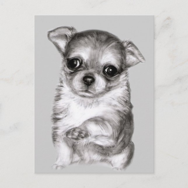 Chihuahua teckning vykort (Framsida)
