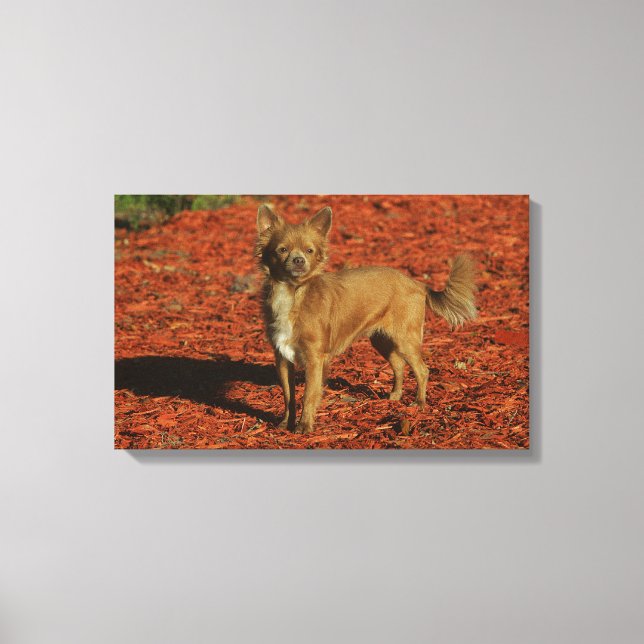 Chihuahua Tittar i Camera Canvastryck (Framsida)