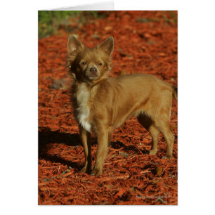 Chihuahua Tittar i Camera Hälsningskort