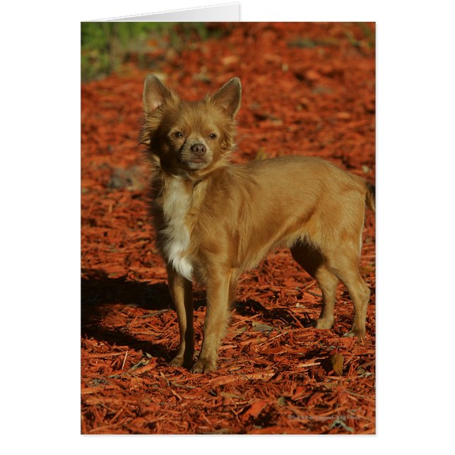 Chihuahua Tittar i Camera Hälsningskort (Framsidan)