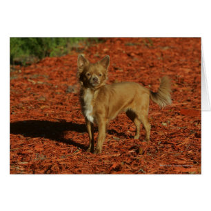 Chihuahua Tittar i Camera Hälsningskort
