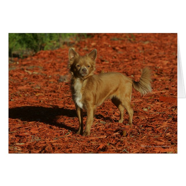 Chihuahua Tittar i Camera Hälsningskort (Framsidan Horizontal)