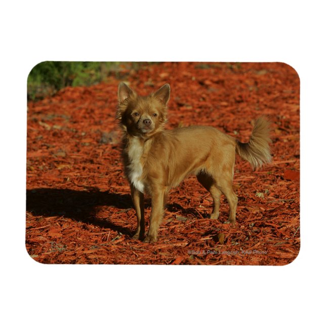 Chihuahua Tittar i Camera Magnet (Horisontell)