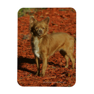 Chihuahua Tittar i Camera Magnet