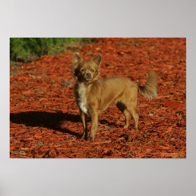 Chihuahua Tittar i Camera Poster (Framsidan)