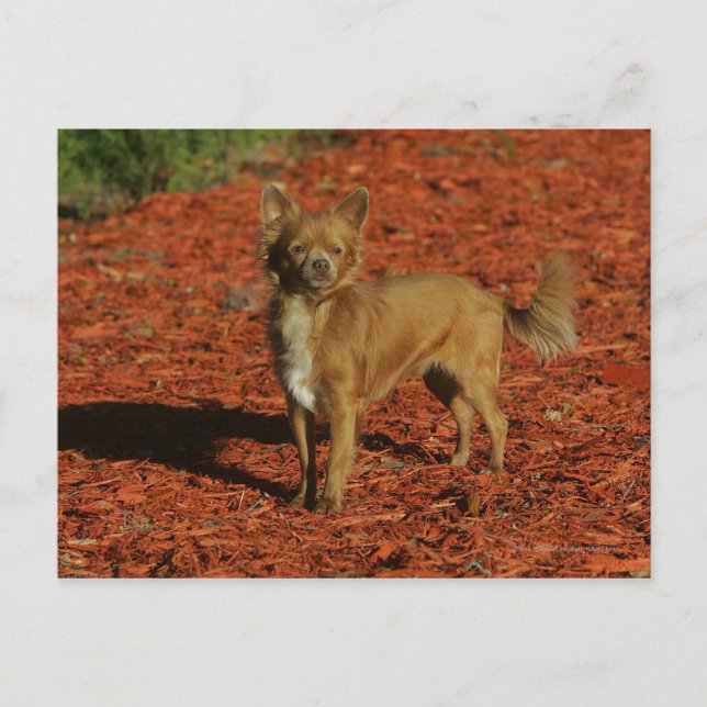 Chihuahua Tittar i Camera Vykort (Framsida)