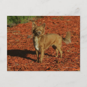 Chihuahua Tittar i Camera Vykort