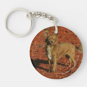 Chihuahua tittar kamera
