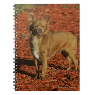 Chihuahua tittar kamera anteckningsbok