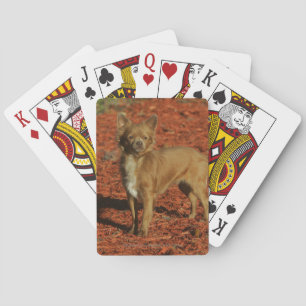 Chihuahua tittar kamera casinokort