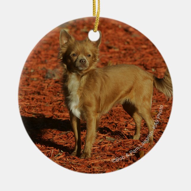Chihuahua tittar kamera julgransprydnad keramik (Framsidan)