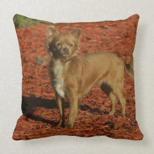 Chihuahua tittar kamera kudde