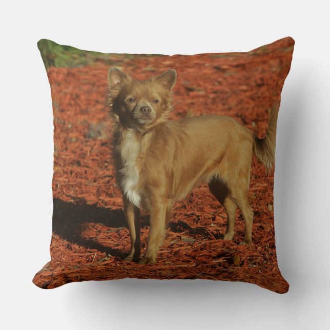 Chihuahua tittar kamera kudde (Framsida)