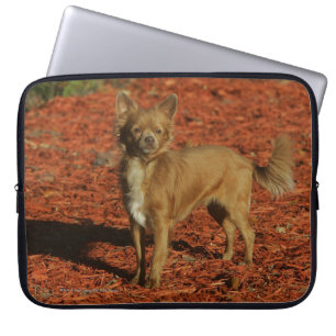 Chihuahua tittar kamera laptop fodral