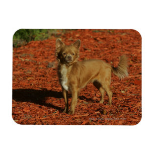 Chihuahua tittar kamera magnet
