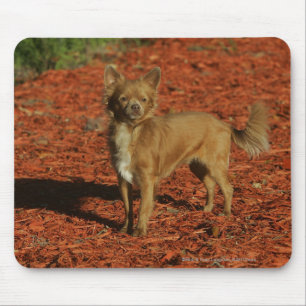 Chihuahua tittar kamera musmatta