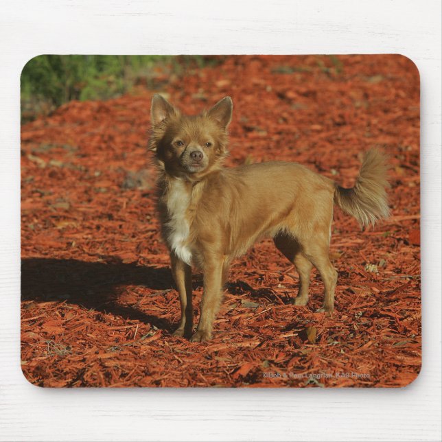 Chihuahua tittar kamera musmatta (Framsidan)