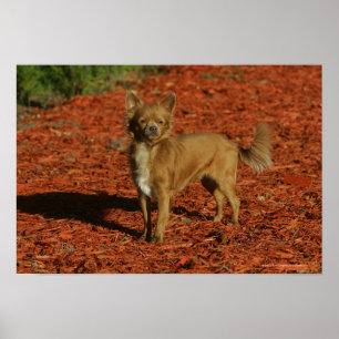 Chihuahua tittar kamera poster