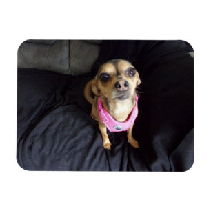 Chihuahua Tittar på dig 2 Flexible Magnet