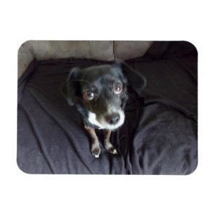 Chihuahua Tittar på din flexibla magnet