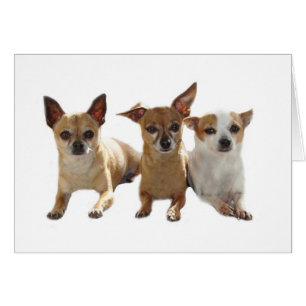 Chihuahua Trio-kort Hälsningskort