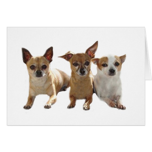 Chihuahua Trio-kort Hälsningskort (Framsidan Horizontal)