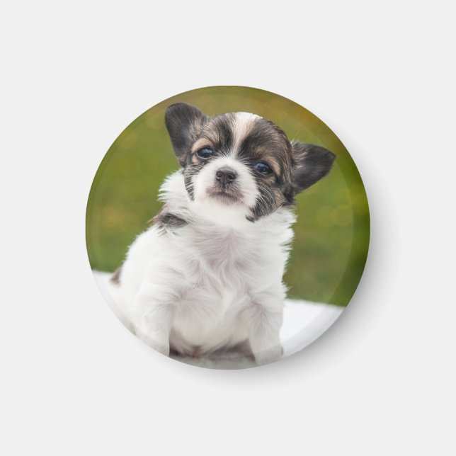 Chihuahua Valp Foto Magnet (Framsidan)