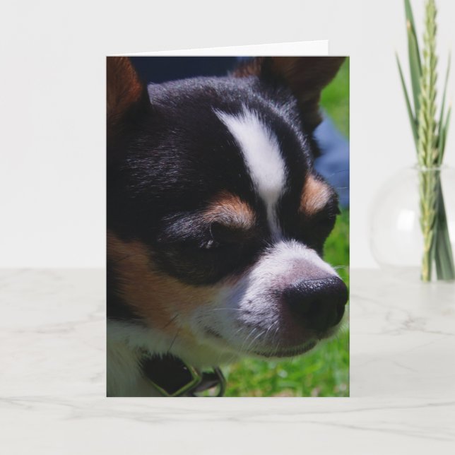 Chihuahua Valp Greeting Card Kort (Framsida)