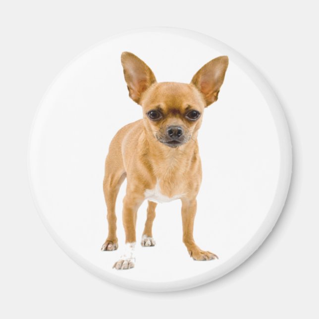 Chihuahua Valp Hund Kylskåp Magnet (Framsidan)