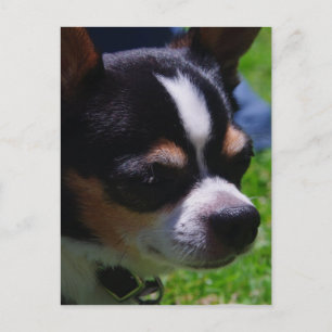 Chihuahua Valp Postcard Vykort