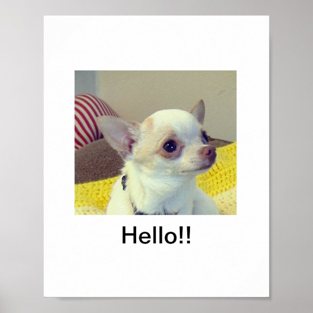 Chihuahua-valp  poster (Framsidan)