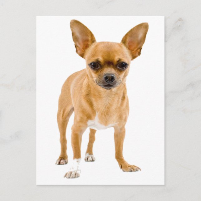 Chihuahua-valp postkort vykort (Framsida)