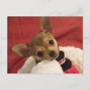 Chihuahua-valp postkort vykort