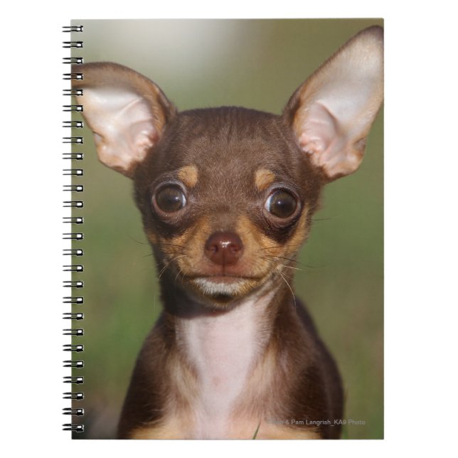 Chihuahua-valp som tittar på kameran anteckningsbok (Framsidan)